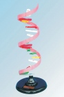 Mô hình cấu trúc phân tử ARN