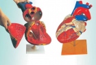 Mô hình cấu tạo tim người