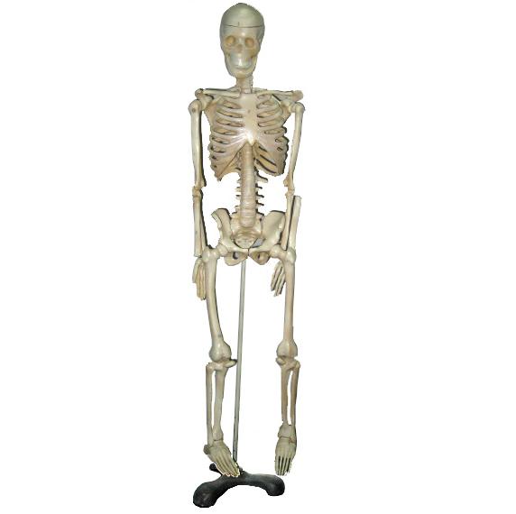 Mô hình bộ xương người kích thước người thật cao 170cm